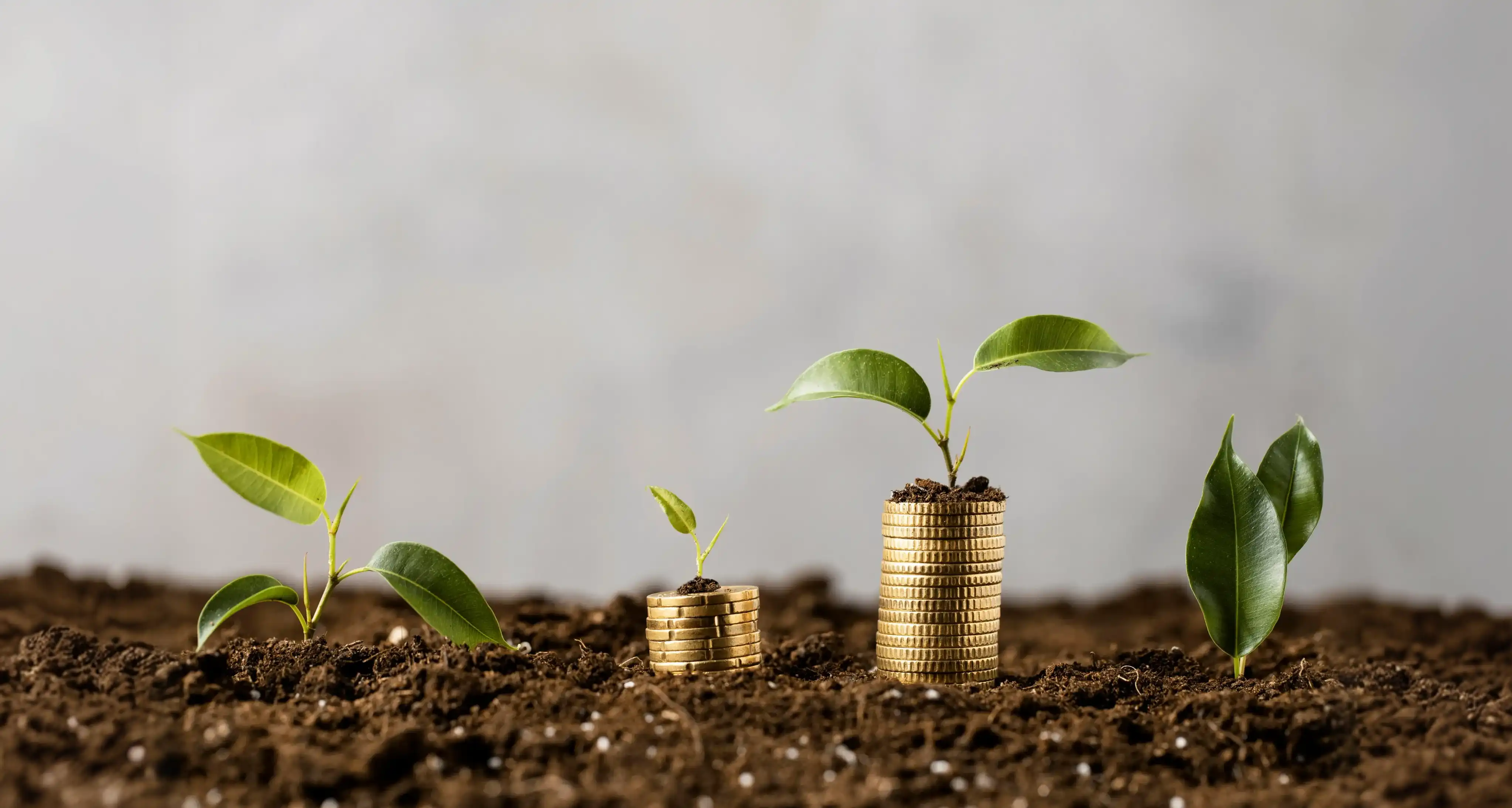 Imagen plantas